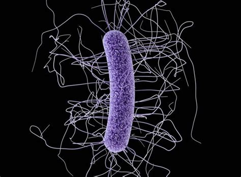 Infections By Cdiff Bacteria Are On The Rise And Can Cause Serious
