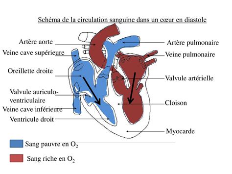 Ppt Schéma De La Circulation Sanguine Dans Un Cœur En Diastole