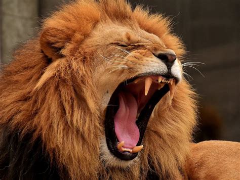 The Roar Of The Lion Spirit In Harmony
