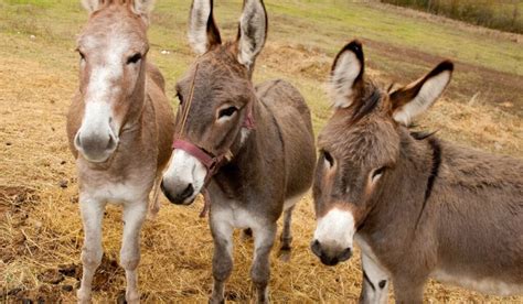 Ultimate Guide To Owning A Pet Donkey Helpful Horse Hints