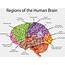Brain Transparent  Labeled Anatomy Png 736x550