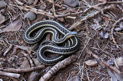 Northwestern Garter Snake Thamnophis Ordinoides Adult Yellow