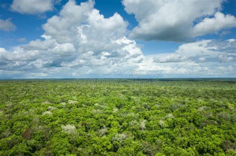 Jungle Treeline Photo Stock Image Du Horizontal Panoramique 4666972