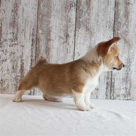 Find corgi puppies for sale with pictures from reputable corgi breeders. Braylin - a Pembroke Welsh Corgi dog for sale in Fort ...