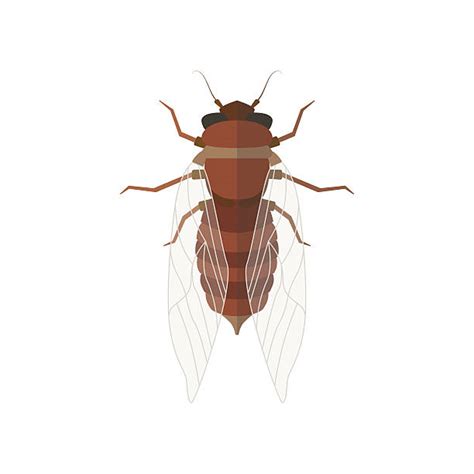 Best Cicada Illustrations Royalty Free Vector Graphics And Clip Art Istock