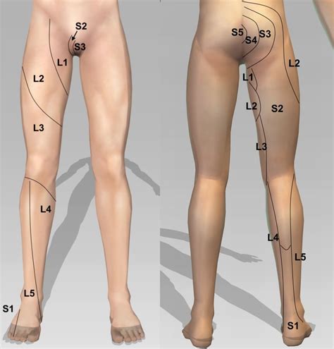 Myotomes Dermatomes And Reflexes The Emergency Physio 17331 Hot Sex