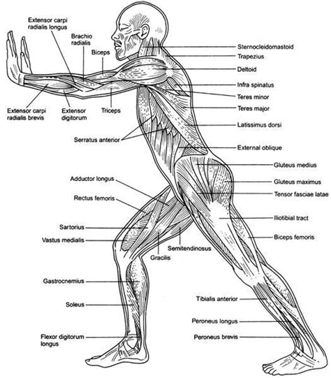 Human Muscles Diagram Diagrams Of Muscular System Almost Every