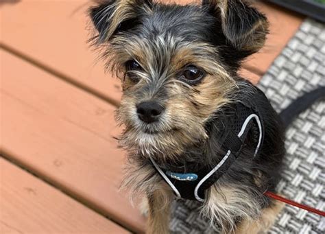 27 Adorable Yorkie Mixes The Best Yorkshire Terrier Hybrids