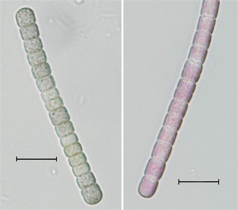 Filamentous Cyanobacteria Isolated And Cultured From A Montipora Sp