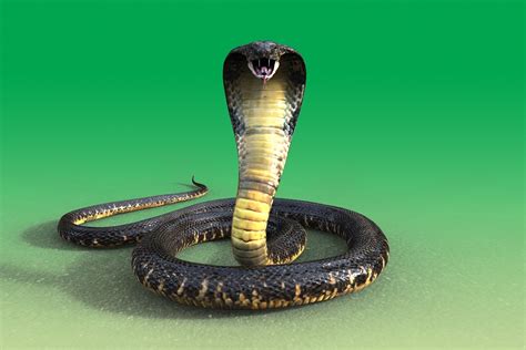 Cobras Não Aqui O País Onde Serpentes Simplesmente Inexistem