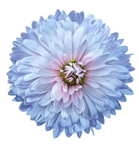 Blue Chrysanthemum Flower On White Isolated Background Closeup For