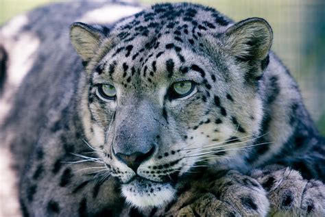 Snow Leopards Face Threat Of Disease Epidemic That Could