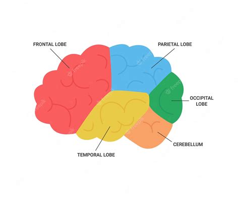 Premium Vector Lobes Of Brain Human Side View Medical Anatomy