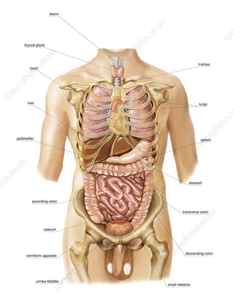 Learn about these muscles, their locations & functional the back anatomy includes some of the most massive and functionally important muscles in the human body. External projection of internal organs - Stock Image ...