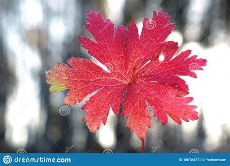 Autumnal Leaves Abstract Background Red Autumn Leaves On A Blurry