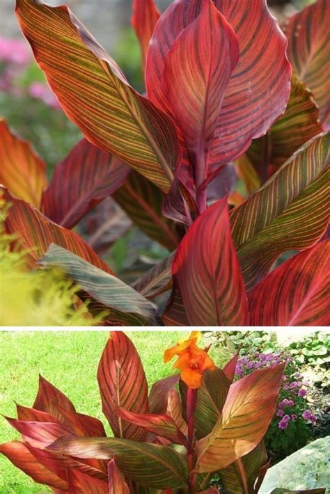 25 Colorful Foliage Ideas Foliage Plants List Foliage Garden In