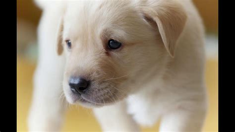Puppy Opens Its Eyes For The First Time Puppy Senses