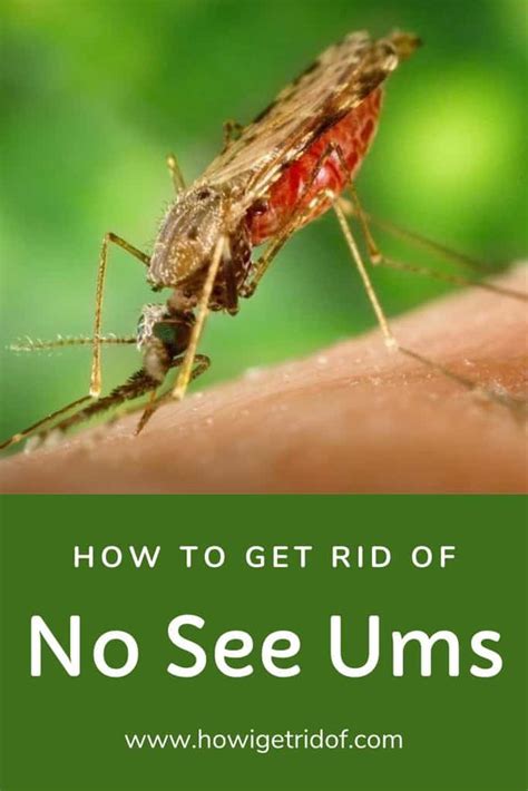 How To Get Rid Of No See Ums How I Get Rid Of