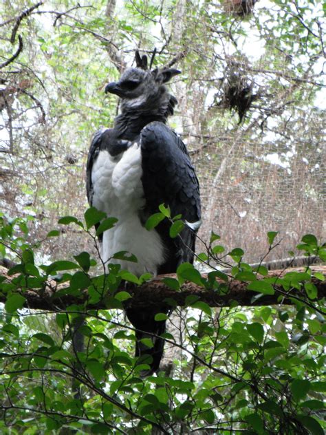 Pin by unitSimca on purple people eater | Pet birds, Animals beautiful