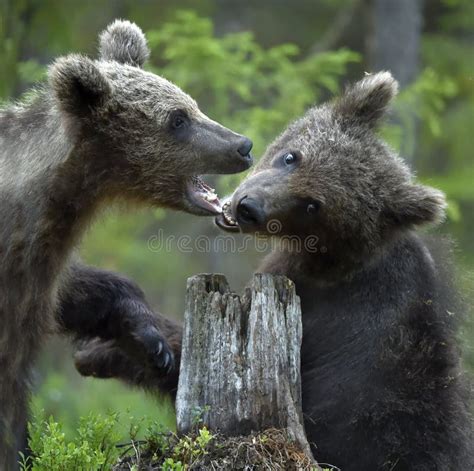 Brown Bear Cubs Playfully Fighting Stock Image Image Of Huge