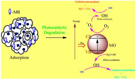 Proposed Reaction Mechanism Of Photocatalytic Degradation Of Mo My