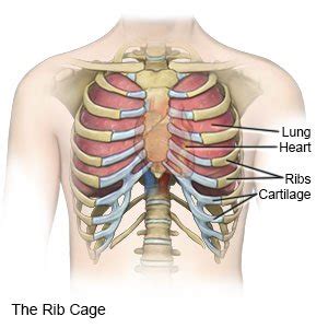 Because chest pains associated with a heart attack usually affect the left side of the chest, many people … ribs act like a cage of bones around your chest. Rib Fracture in Children - What You Need to Know