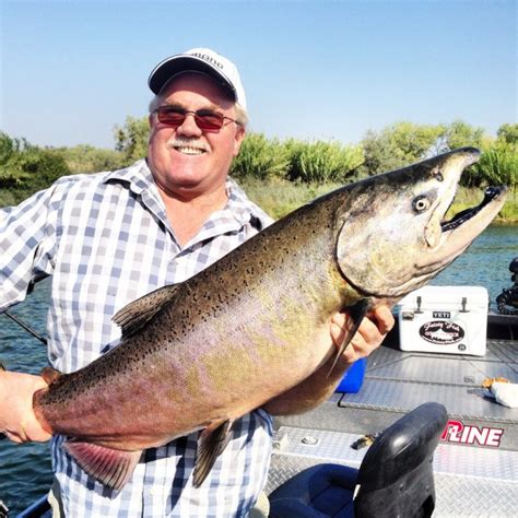 Sacramento River Salmon Fishing Feisty Fish Guide Service