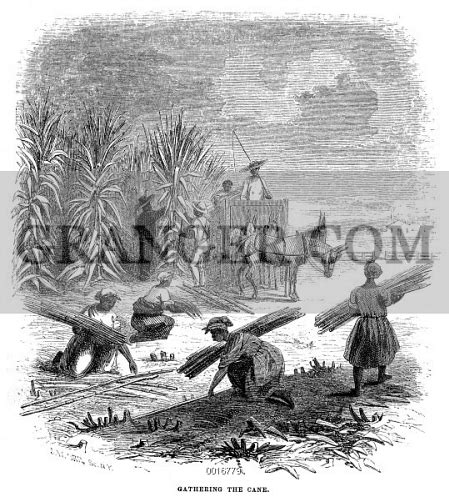 Image Of Slavery Sugar Plantation Gathering The Cane Wood