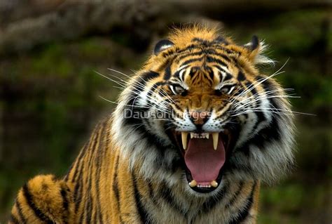 Eye Of The Tiger By Dawsonimages Redbubble