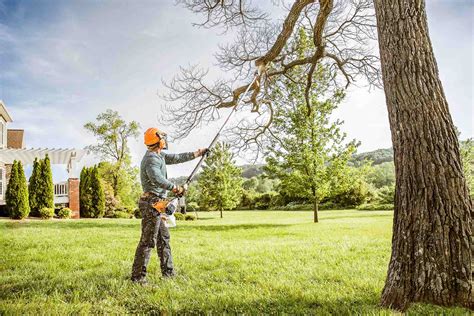 The Basics Of Tree Trimming The Tree Center