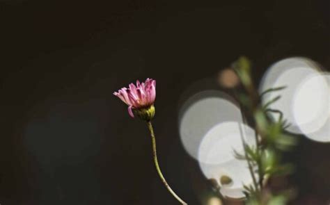 Free Picture White Flower Daisies Close Up Grassland Daisy Spring