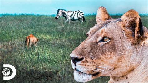 Depredadores Por Naturaleza En África El León Supervivencia Salvaje