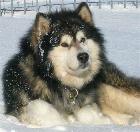 Pin By Tori Bial On Dogs Giant Alaskan Malamute Alaskan Malamute