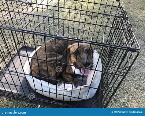 Happy Female Dog With Bed In Kennel Stock Photo Image Of Animal
