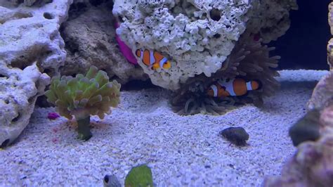 Clownfish Hosts Anemone Youtube