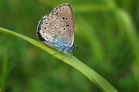 Rare Large Blue Butterfly That Was Previously Extinct