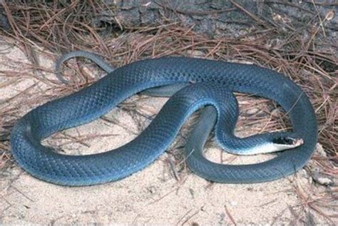 Blue Racer Snake Care The Best Guide Reptiles Guide