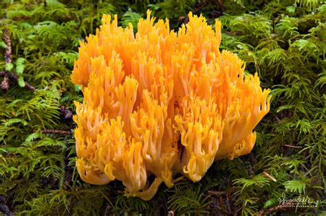 Coral Fungus Ramaria Leptoformosa Oregon Photography