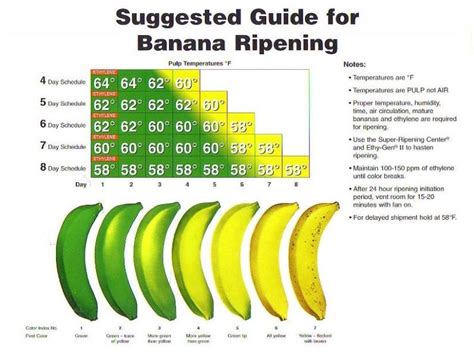 Banana Ripening Guide Банан Зеленый Бананы
