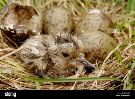 Curlew Chick Hi Res Stock Photography And Images Alamy