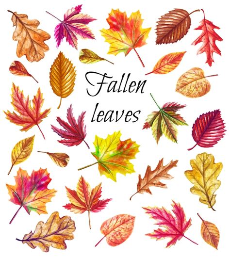 Watercolor Fall Leaf Clipart Autumn Leaves Clip Art Etsy