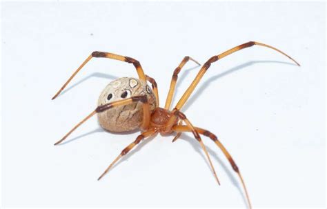 Brown Widow Spider Ocg Pest Control And Termite Prevention Services