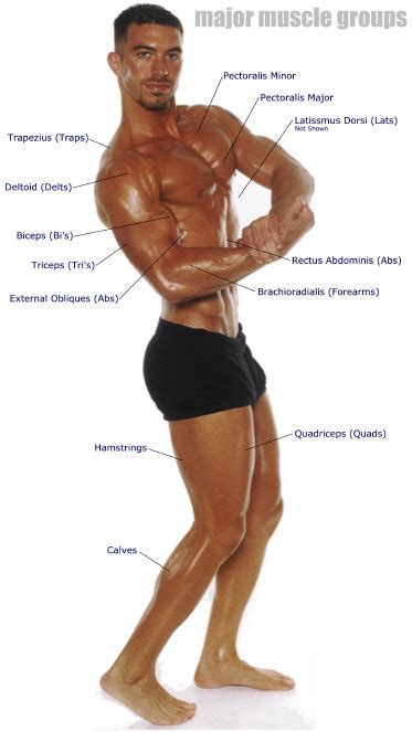 The term muscle is omitted from muscle names (except when a muscle is an origin or insertion), and the term bone is omitted from bone names. February | 2011 | elite2fitness