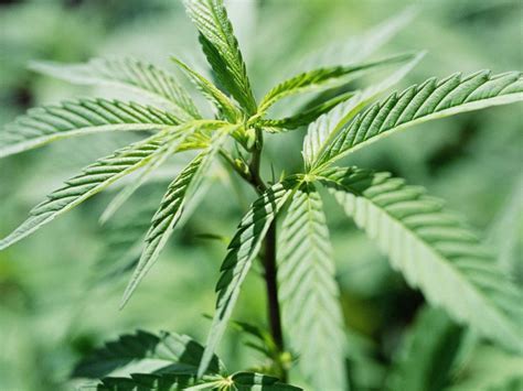 But the main thing is still the light but it may surprise you that plants grow better in artificial light. Can I Grow a Marijuana Plant from Seeds Indoors with no ...