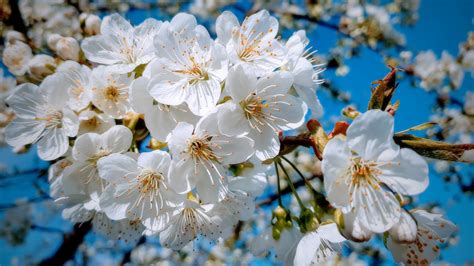 Download 1366x768 Wallpaper White Close Up Cherry Tree