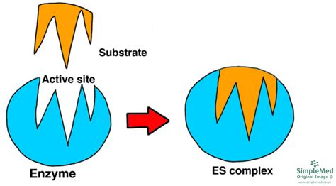 Cell Physiology And Biology Simplemed Learning Medicine Simplified