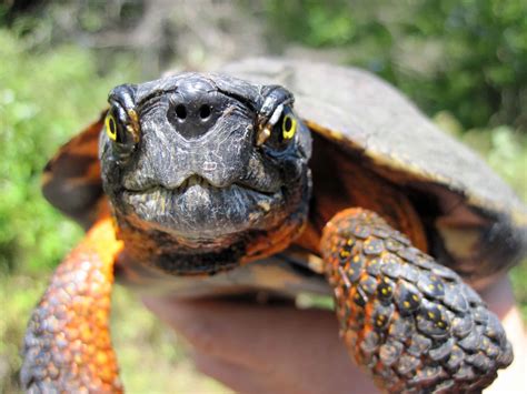 Wood Turtles Have Lost More Than Half Of Their Suitable Habitat The
