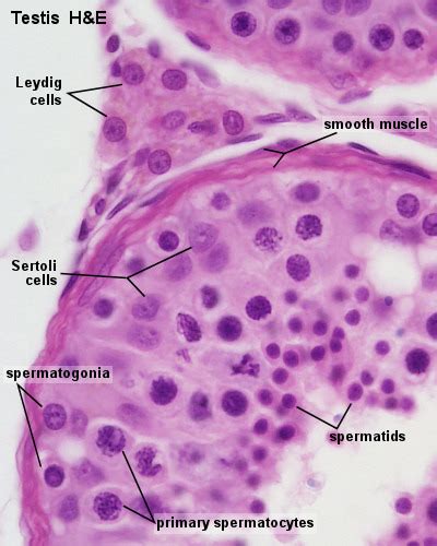Spermatogenesis And Male Repro Tract Histology Flashcards Quizlet