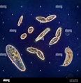Pondlife, protozoa diversity, Hypotrichs Stock Photo - Alamy