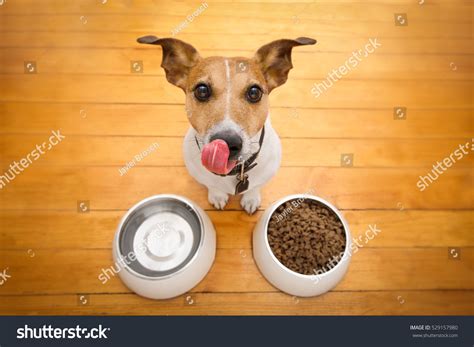 Hungry Jack Russell Dog Behind Food Stock Photo 529157980 Shutterstock